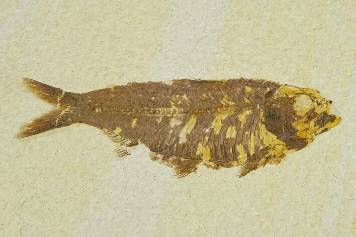 Fossil Fish (Knightia) - Wyoming #295702